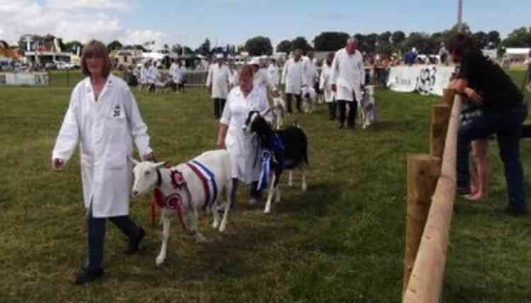 Goat parade