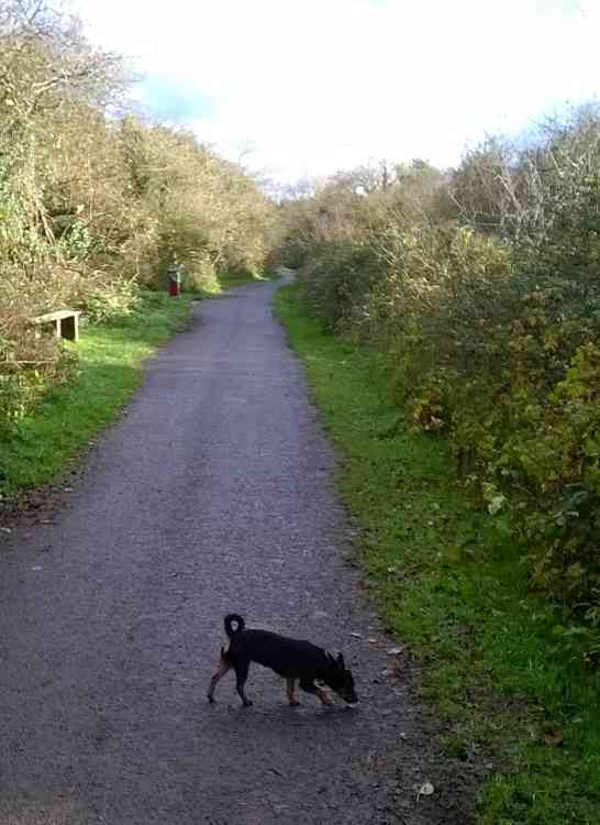 Dog on cycleway