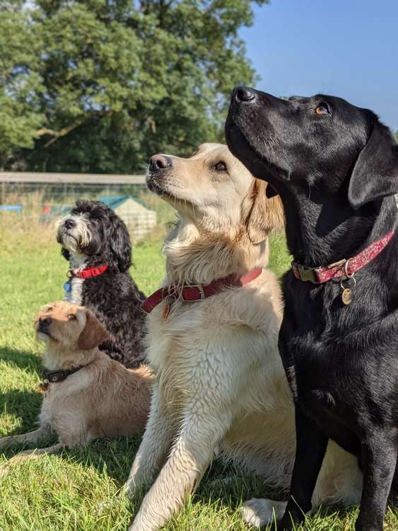 Joey's Doggie Day Care