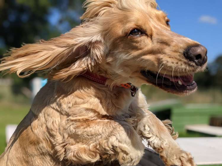 Joey's Doggie Day Care