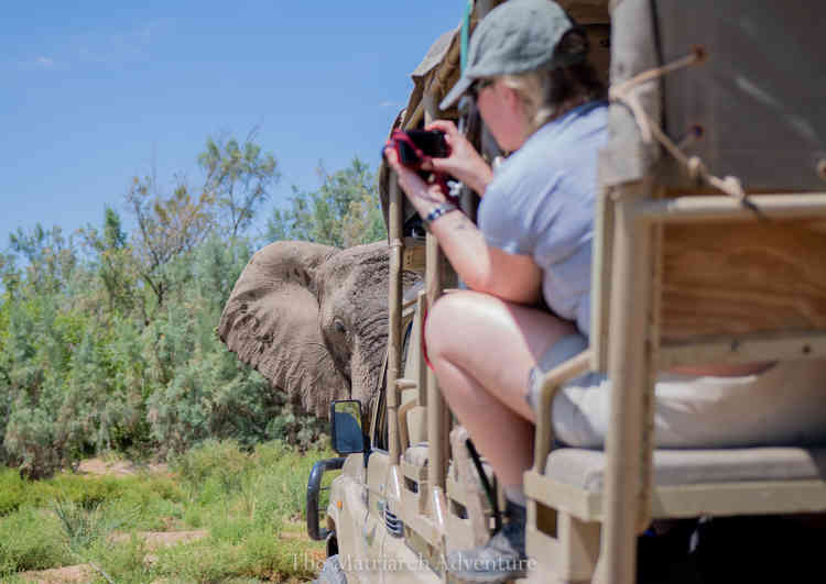 Up-close elephant tracking