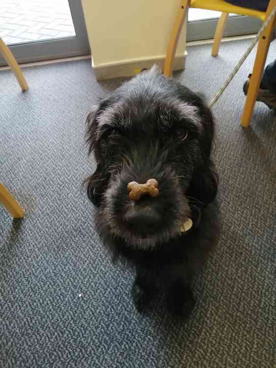 The Dogs for Health attendees were very well behaved