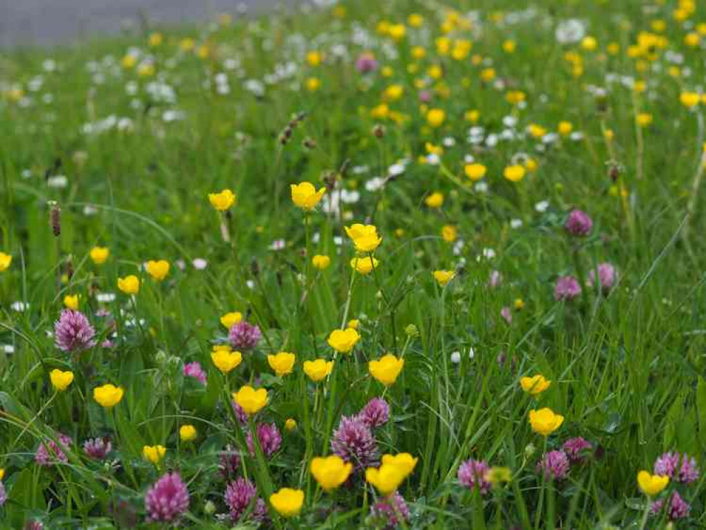 Wild Flowers in Frome