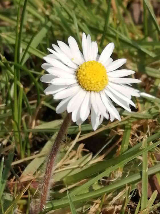 Daisy by Rob Wood