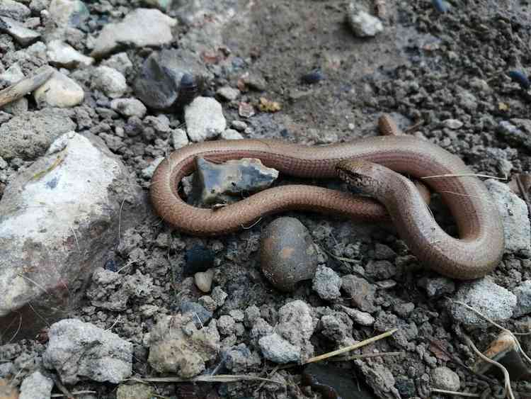 Slowworm by Maisie Wood, age 15