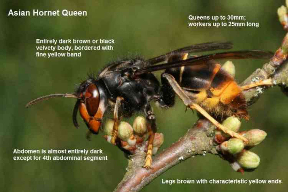 An Asian Hornet Queen : Source DEFRA