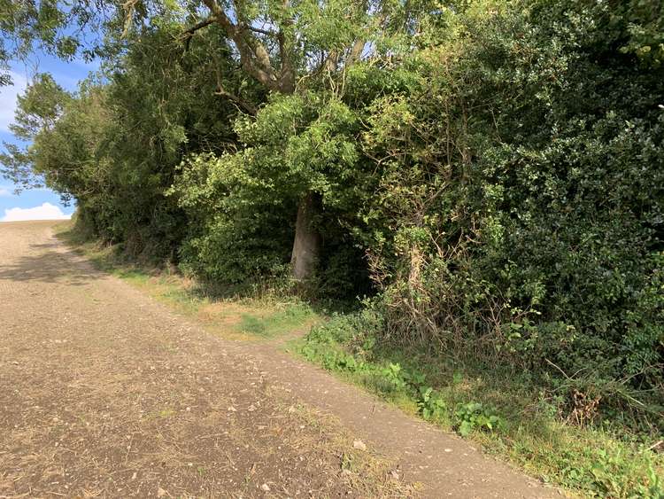 At the end of the fields, follow the path through the trees