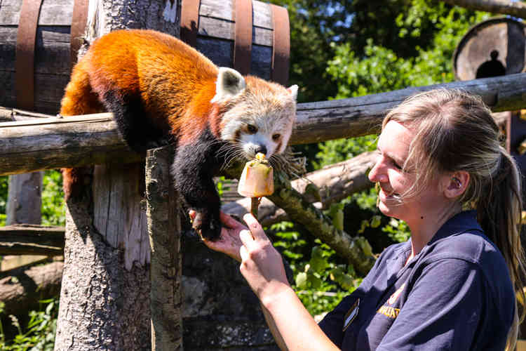 Longleat keeper Samantha Allworthy holds ice lolly for red panda two by Doug Evens