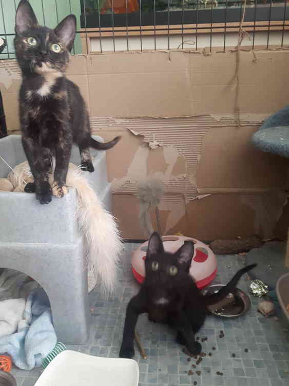 Merlin and Tabitha have also got new homes to go to