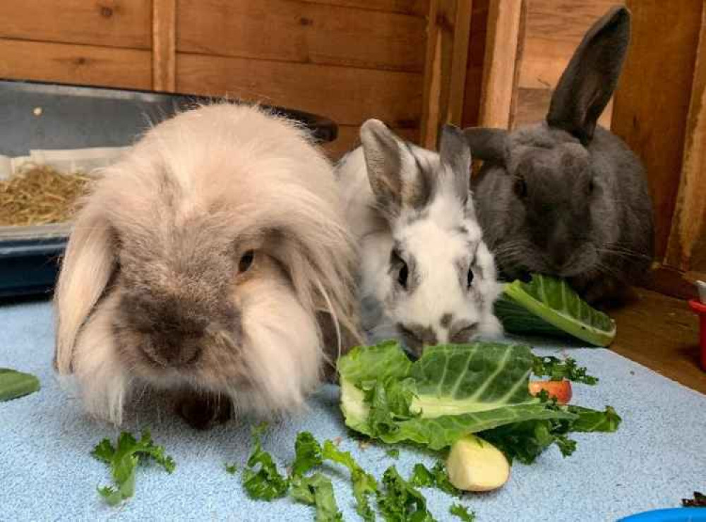 Holly, Poppy and Bluebell are up for adoption from Brent Knoll Animal Centre, RSPCA North Somerset