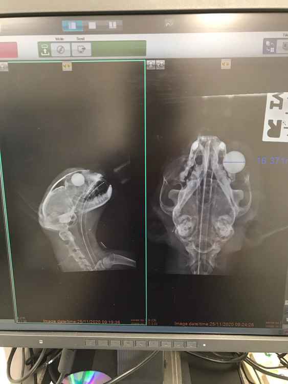 The X-ray shows the full extent of DJ's injuries