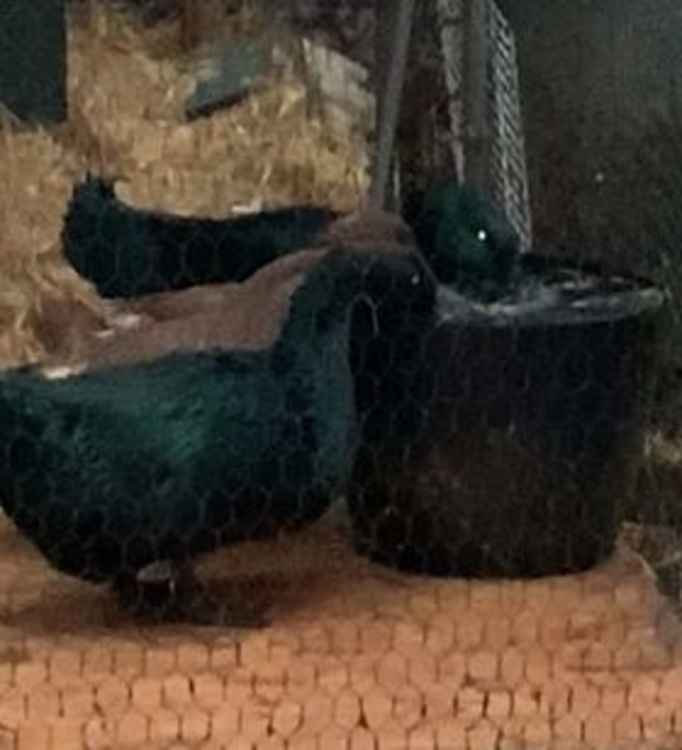 Duckie and Petrie are Khaki Campbells but the black ones Cai, and Canga, are Cayugas . Their feathers are iridescent  - green and blue - in sunlight