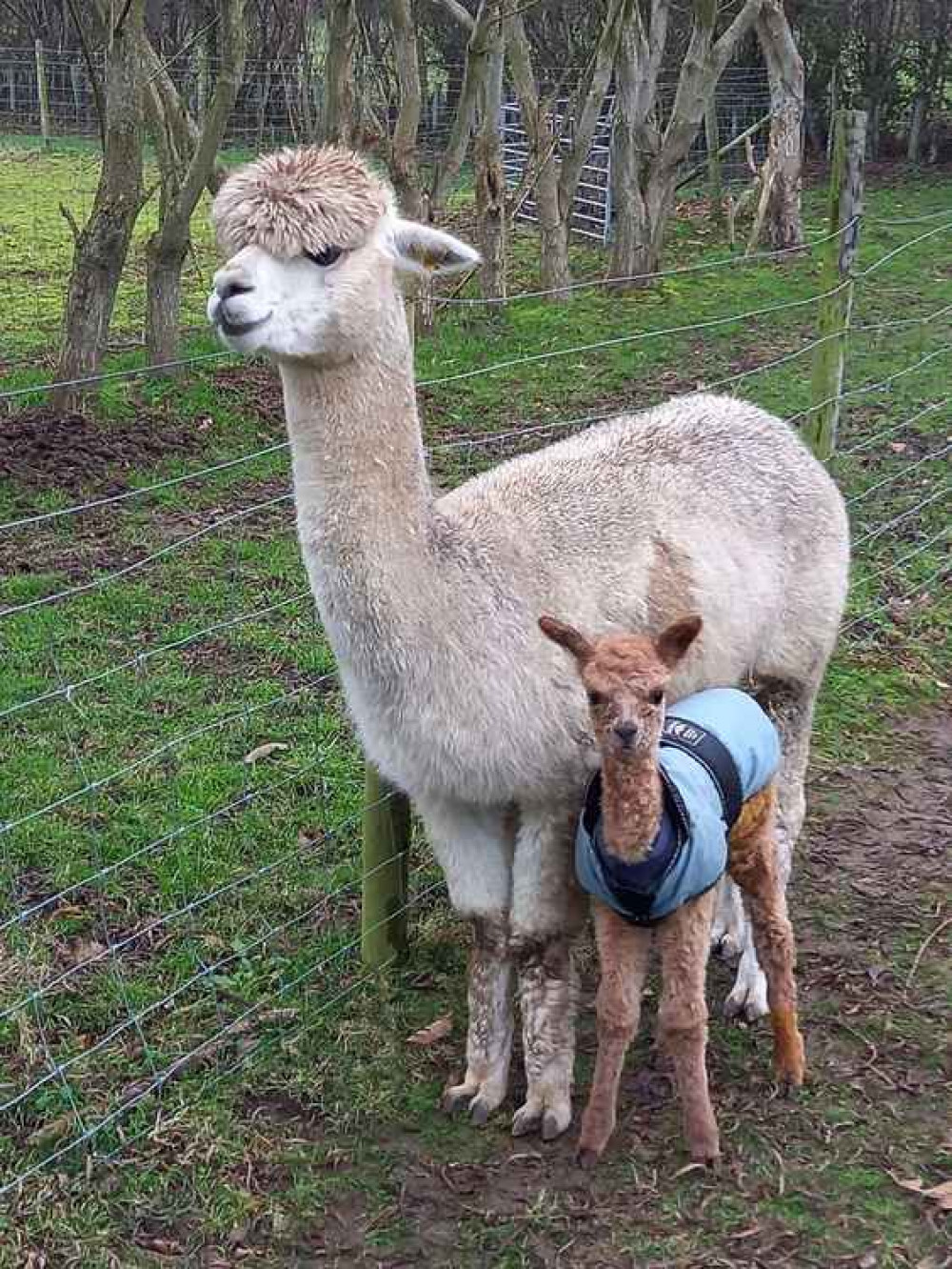 Baby Annie the alpaca and mum Sienna