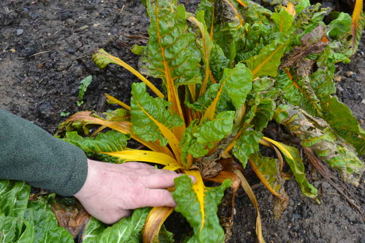 Even in the winter months there is colour in the garden