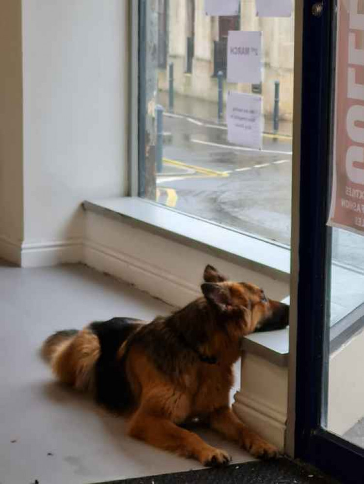 The shop dog Ursa cannot wait for the doors to open