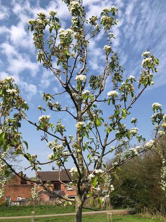 There are some stunning blossoming trees in and around Frome at the moment