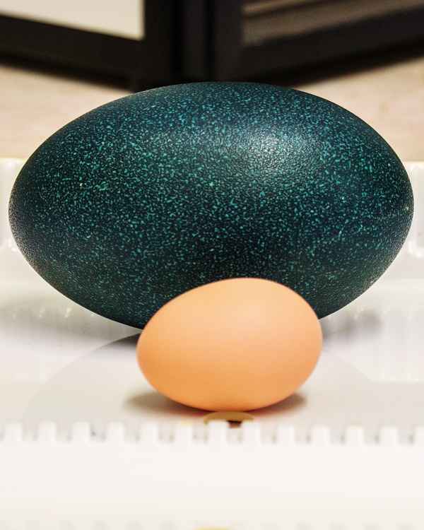 How they compare in size to a typical hen's egg