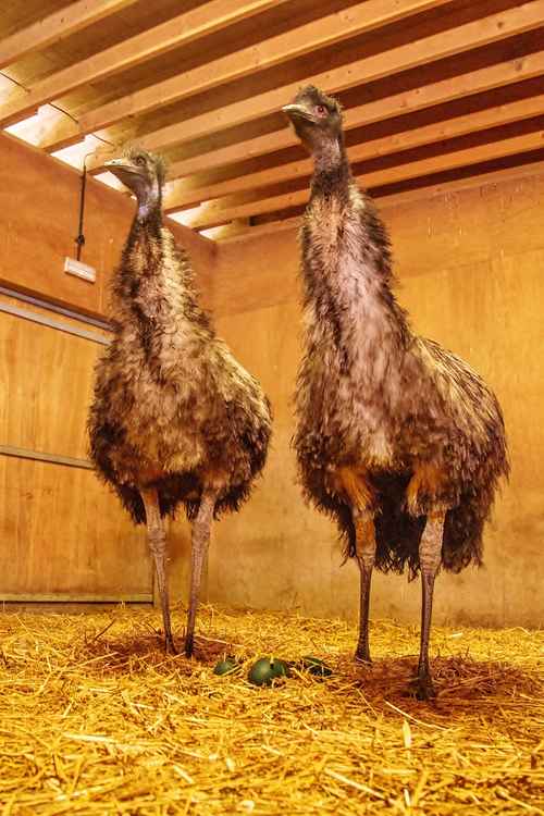 The emus need to be patient it is a long haul - and it is down to dad