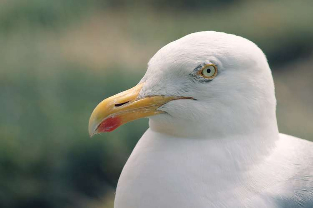 Tighter regulations in Dorchester, including feeding gulls, could be imposed (Image: Pixabay)