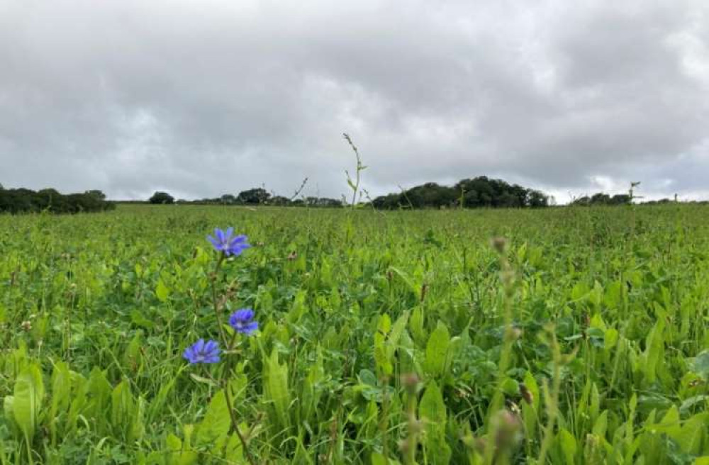 Herbal Lays on Higher Blindmoor Farm farmed by Henry Pym in Chard