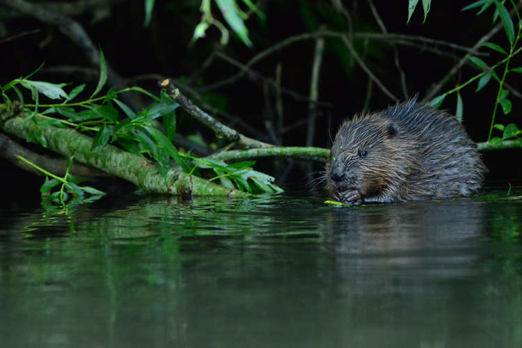 The beavers are back Photo : Bevis Watts