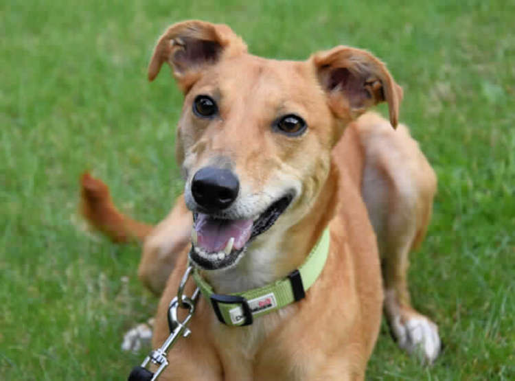 Socks is a friendly and lively 6-year-old female lurcher . This energetic girl loves to play .