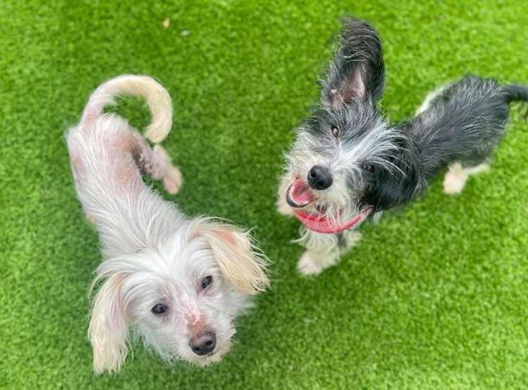 Five-year-old Rita and two-year-old Patsy want to stay together! These two are at RSPCA Brent Knoll