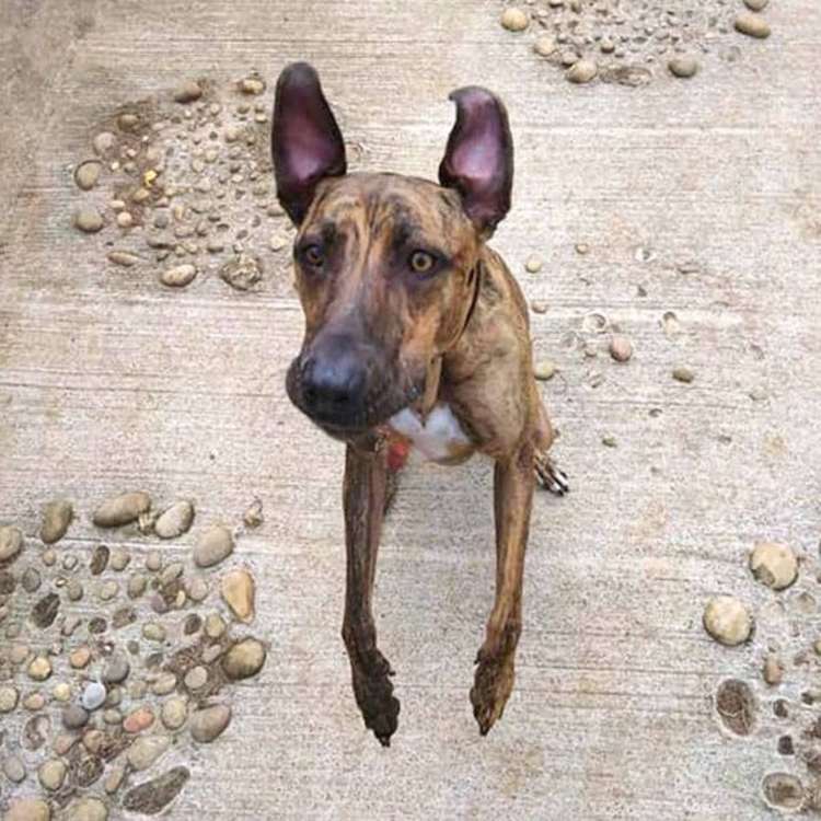 Four-year-old lurcher Sue was rescued as a stray and has spent almost her entire life in kennels. She's been at the RSPCA's Bath Cats & Dogs Home for four years.