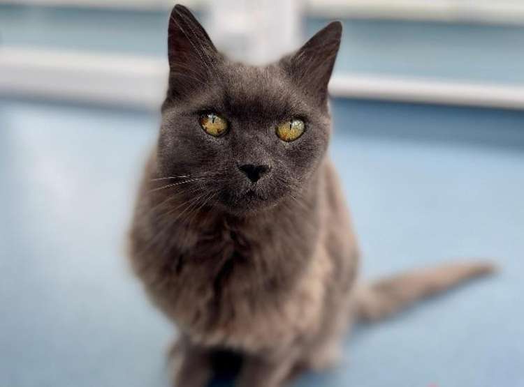 Grizabella was found as a stray in a poor state