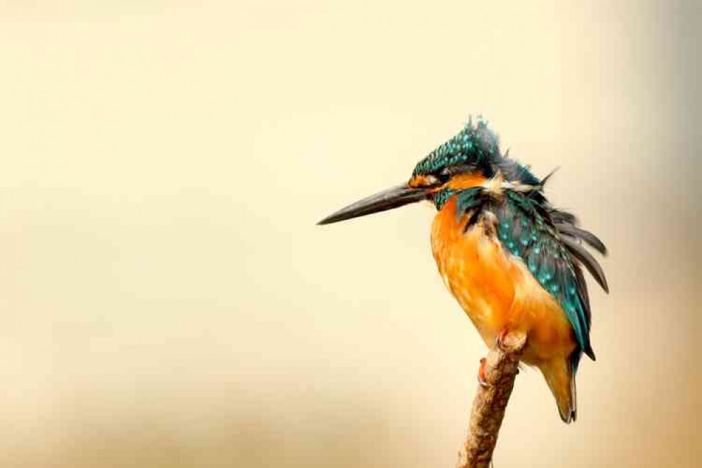 A kingfisher has been spotted in the river in Midsomer Norton. Photo by Boris Smokrovic on Unsplash