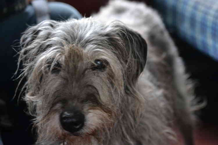 Titch the train spotting lurcher came all the way from Hampshire