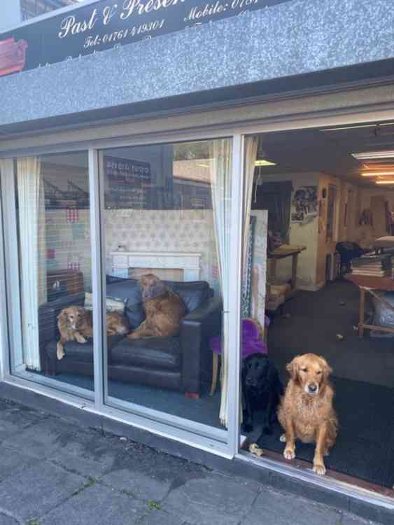 Dog days - every day (from left to right) Millie and Flash on the sofa, Monty and Barney