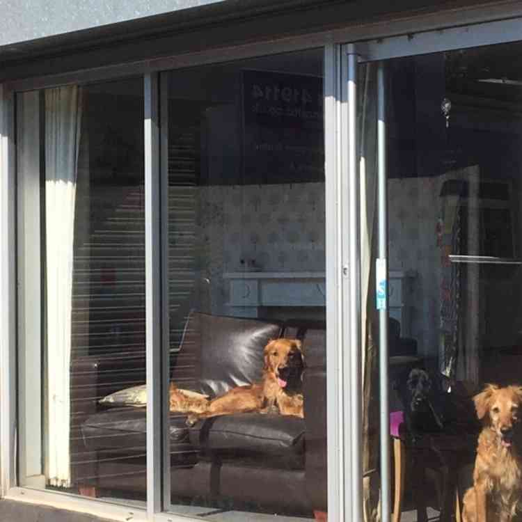 These are the dogs in the window (April 21) Barney on the sofa, Monty the black lab and Millie