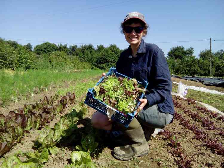 Root Connections is hoping for a bumper harvest this year