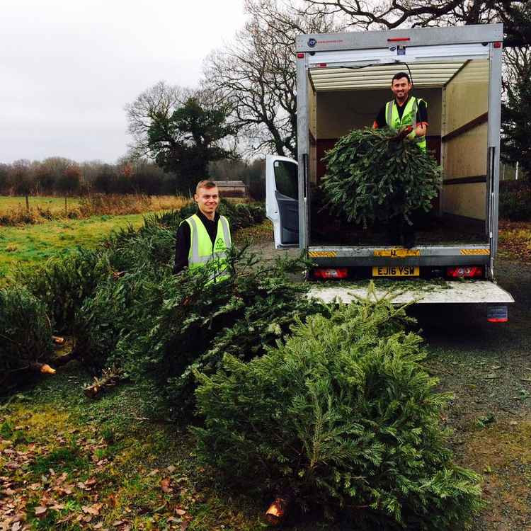 Collecting last year: two's company, tree's a crowd.