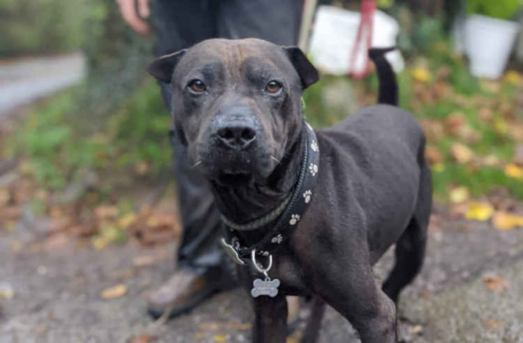 One of the dogs recently cared for by local charity, Dogs Friends