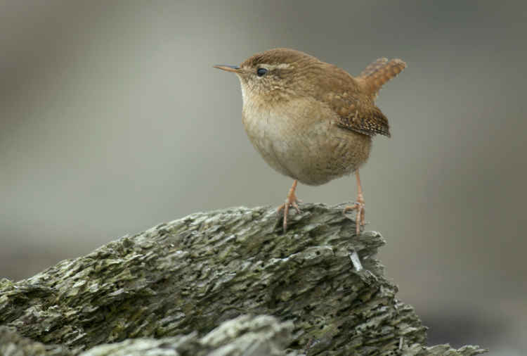 Wren