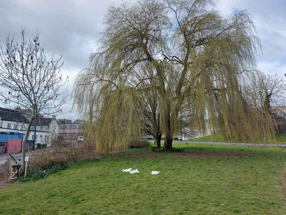 Midsomer Norton Nub News loves these ducks who live near the Welton factory. So cute