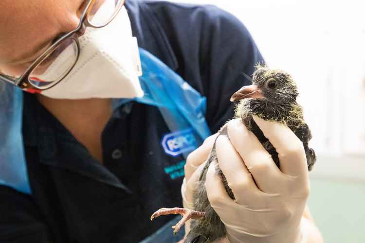 A rescued fledgling being checked by a veterinary nurse