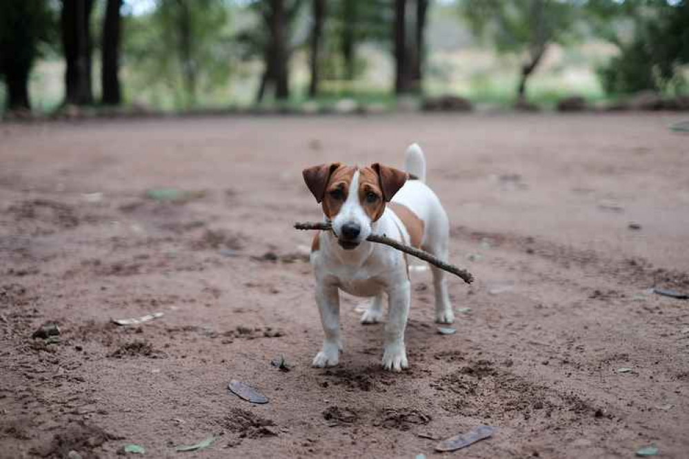 Jack Russells are one of the most popular breeds targeted by thieves. Photo by Rob Fuller on Unsplash