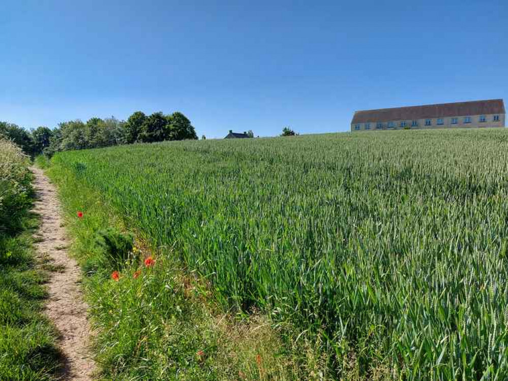 Farmland in Frome June 19