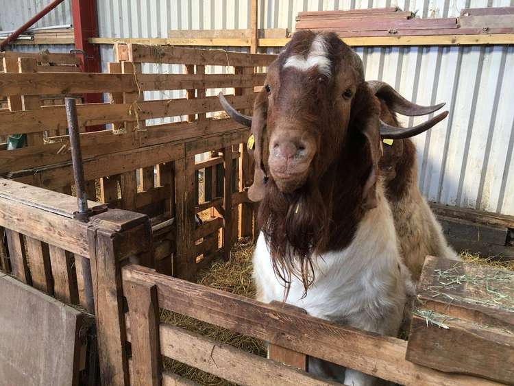 One of the 16 of the owner's goats at his Somer Valley farm