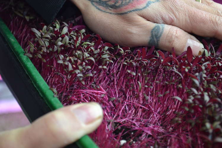 Harvesting is easy too ; It is cut and crop for White Horse Microgreens