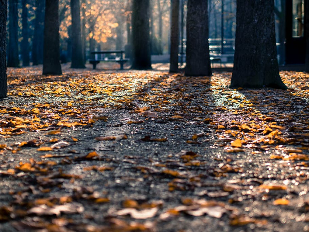 Cllr Tim Sinclair proposed a nine-point scheme for tree planting in Warwickshire