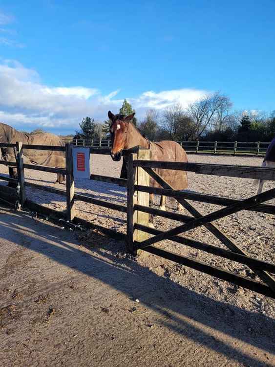 This horse would like to thank everyone who donated