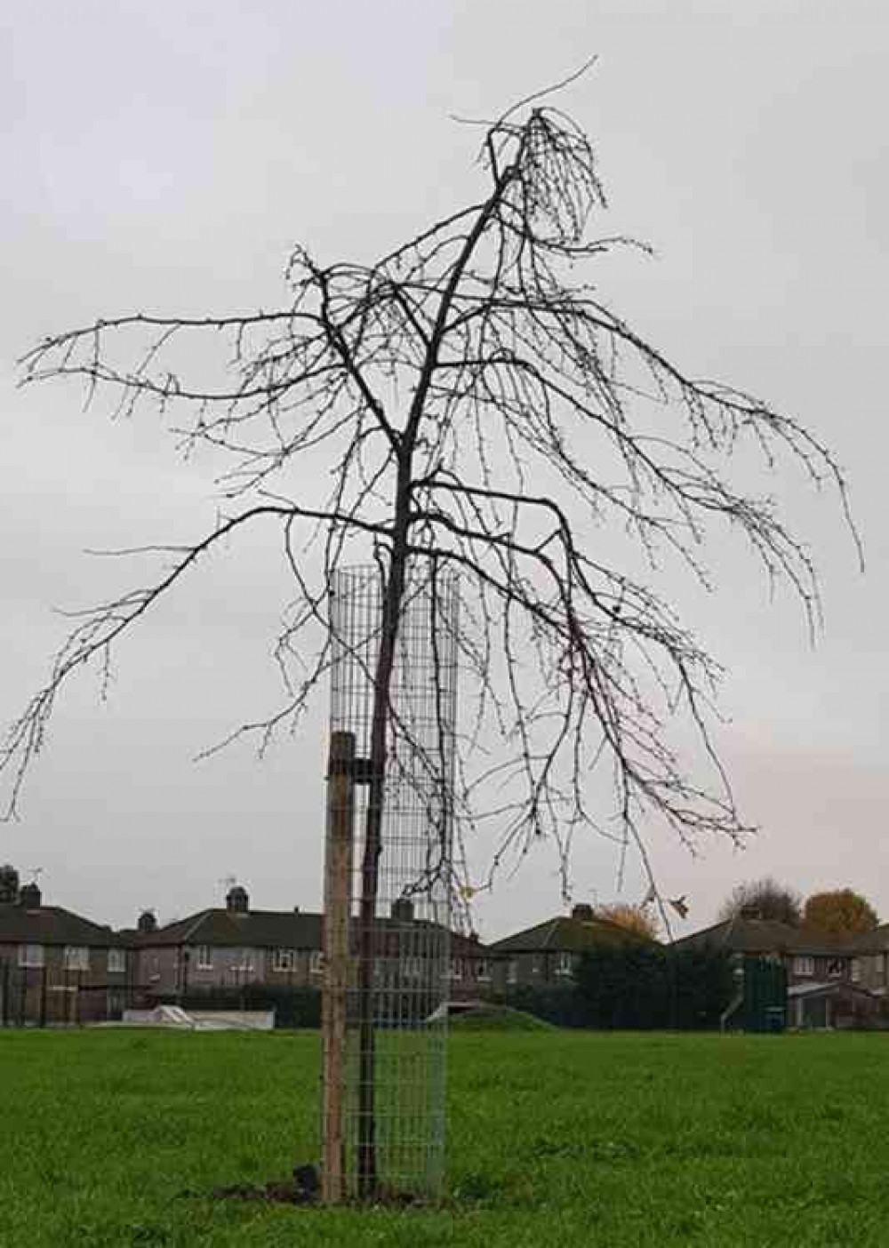 The tree donated last month.