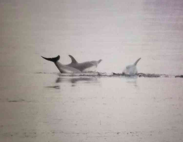 Picture by James Bryan of the British Divers Marine Life Rescue Service.