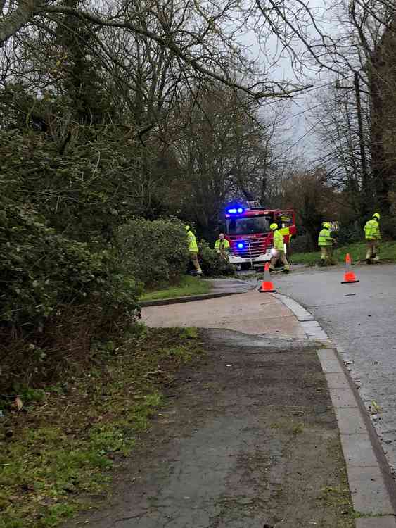 This tree came down in Horndon on the Hill park.