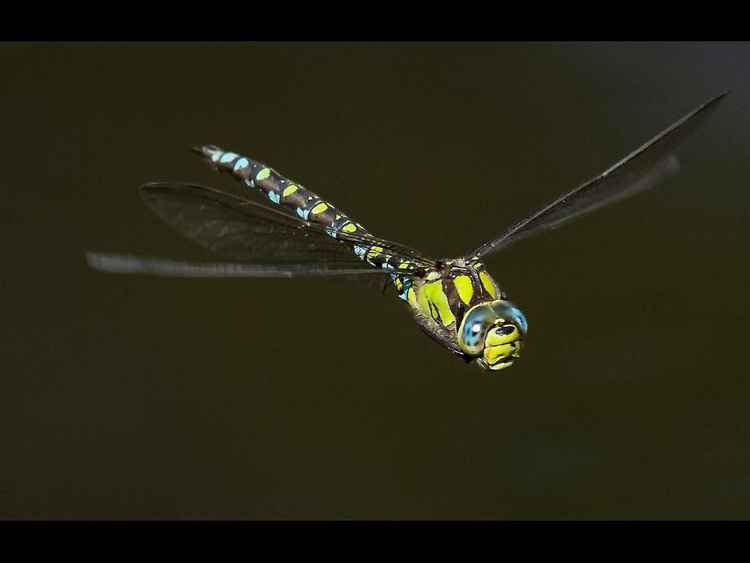 'Hawker in Flight' - by David Whyman