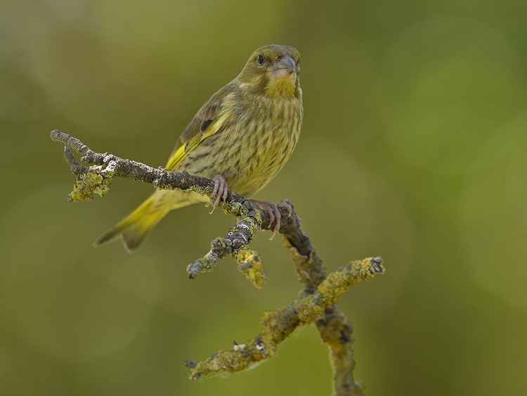 'Greenfinch' - by Derek Smith